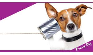 Dog-operator on a tin can phone line on white and purple backdrop