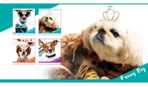 Queen-dog in a diamond crown and a tiger print robe on white and teal backdrop