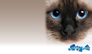 Lovely Cats | Full-Page Feline Faces