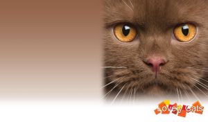 British Shorthair cat face with bright orange eyes and light brown fur