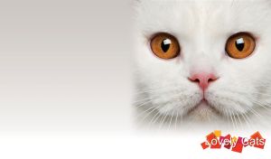 White British Shorthair cat face with orange eyes, snow white fur and long whiskers