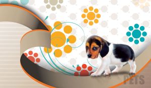 Paws & Patterns | Charming Pets on Playful Circle Motif Designs