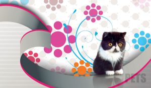 Black and white Exotic Shorthair kitten on a white backdrop with circle design
