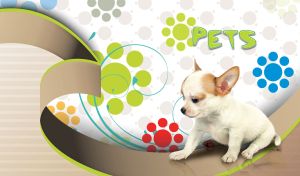 White Chihuahua puppy on white and beige backdrop with circle design