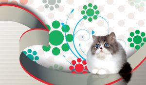 A fluffy blue eyed Persian cat on white and grey backdrop with circle design