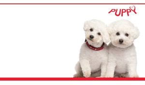 Pair of adorable fluffy white Bichon Frise puppies on a white backdrop