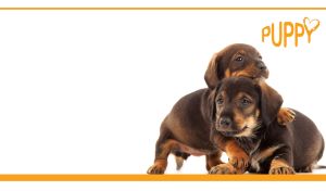 Pair of cute brown dachshund puppies with long ears on a white backdrop