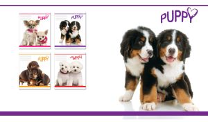 Pair of playful bernese mountain puppies on a white backdrop