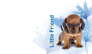 Portrait of a dachshund puppy against a floral pastel blue and white backdrop