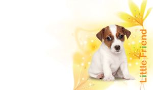 Portrait of a russel terrier puppy on pastel yellow and white floral backdrop