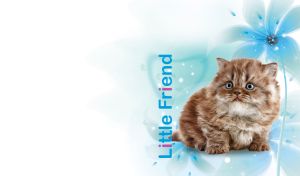 Portrait of a tabby brown Persian kitten against a floral pastel blue and white backdrop