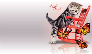 Little Friend | Cats & Dogs in Playful Settings