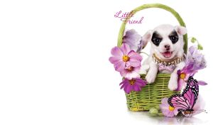 White doggy in a green wicker basket with purple flowers on a white background