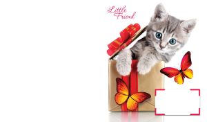 Tabby kitten in a gift box with a red ribbon on a white background