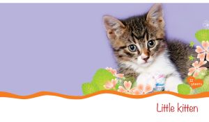 Tabby kitten plays with a yarn ball on pastel violet and white backdrop