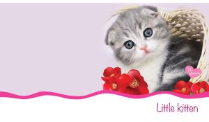 Gray scottish fold kitten in a basket on a pastel purple and white backdrop