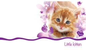 Ginger blue-eyed kitten on a milk-colored blanket on a white backdrop