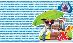 Jack Russell terrier on vacation in Australia against the blue and white stripes