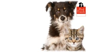 Brown and white Border Collie puppy and tabby kitten on white