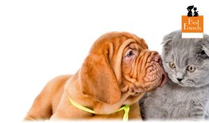 Red Dogue de Bordeaux puppy and gray Scottish fold kitten on white