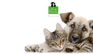 Tan Anatolian Shepard puppy and tabby Maine Coon kitten on white