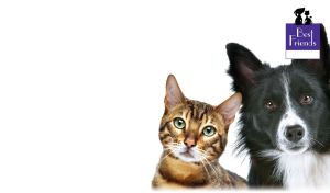 Black and white Border Collie dog and tabby Bengal kitten on white