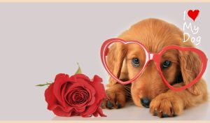 Irish Setter dog puppy in heart-shaped glasses with a red rose on light gray