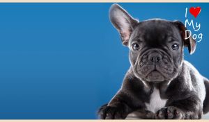 Black French Bulldog puppy with a white spot on blue