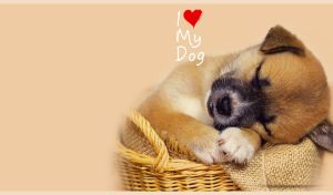 Akita puppy sleeps in a wicker basket on beige