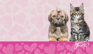 A Shih Tzu and a Maine Coon together forever on pink heart patterns