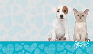 Jack Russell Terrier and Burmese cat together forever on teal heart patterns