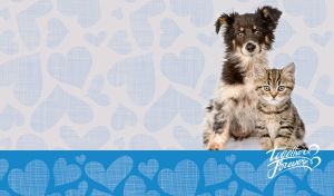 Australian Shepherd and British cat together forever on blue heart patterns