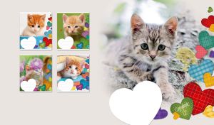 Purrfect Moments | Adorable Kittens in Vignettes with Heart-Shaped Patterns