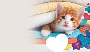 Ginger kitten hides between the towels in a white vignette with colorful hearts