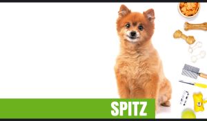 A ginger spitz and dog accessories isolated on a white background