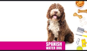 A Spanish Water Dog and dog accessories isolated on a white background