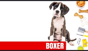 A Boxer puppy and dog accessories isolated on a white background