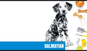 A Dalmatian puppy and dog accessories isolated on a white background