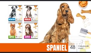 A golden spaniel and dog accessories isolated on a white background