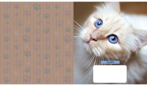 Blue-eyed Burmese cat portrait next to dark tan backdrop with paw pattern