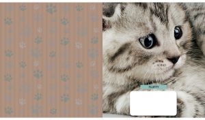 American shorthair kitten portrait next to dark tan backdrop with paw pattern