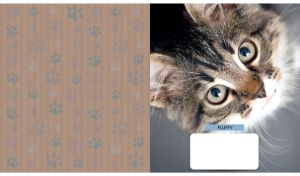 Tabby cat looking up portrait next to dark tan backdrop with paw pattern