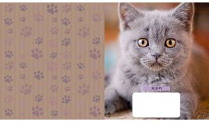 British shorthair kitten portrait next to dark tan backdrop with paw pattern