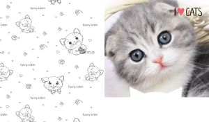 Closeup portrait of a blue-eyed scottish fold kitten isolated on white backdrop