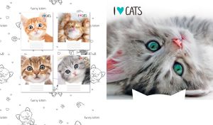 Closeup portrait of a teal-eyed siberian kitten isolated on white backdrop