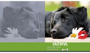 A portrait of a faithful Flat-Coated Retriever on a green background
