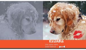 A portrait of a reliable Golden Retriever in the snow on an orange background