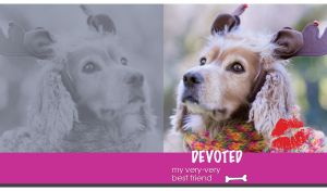 A portrait of a devoted Cocker Spaniel in a funny costume on a purple background