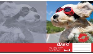 A portrait of a smart Tibetan Terrier on a ride on a red background