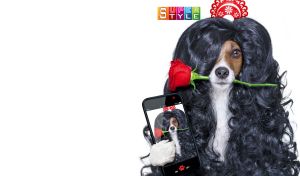 Jack Russell Terrier in a black wig ready to take a selfie on a white backdrop